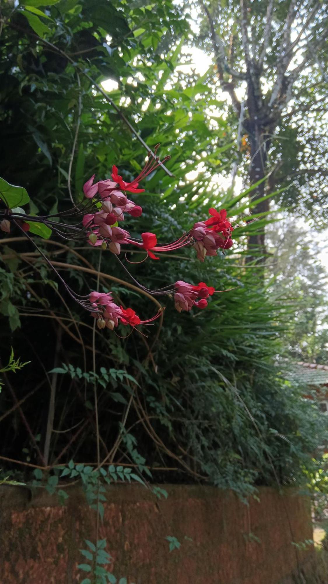 Jungle Valley Ayurvedic Spa Resort Meppadi Екстер'єр фото