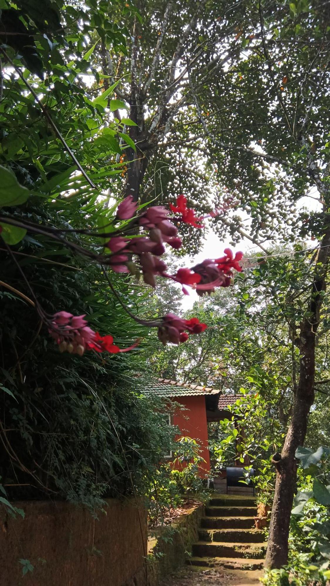 Jungle Valley Ayurvedic Spa Resort Meppadi Екстер'єр фото